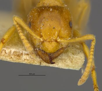 Media type: image;   Entomology 9204 Aspect: head frontal view